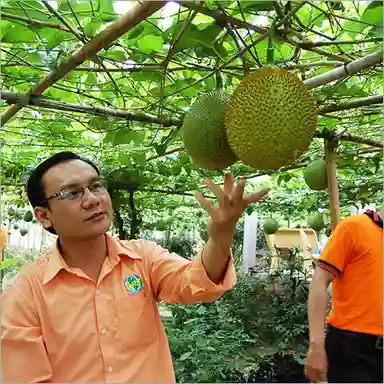 Gac Fruit Trellis