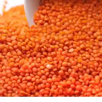 Premium Quality Red Lentils