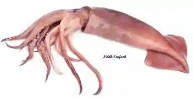 Squid