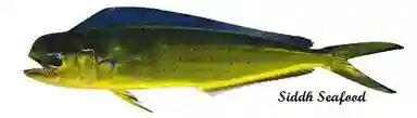 Mahi Mahi Fish