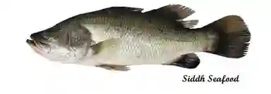 Black & Pink Barramundi Fish