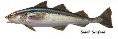Alaska Pollock Fish