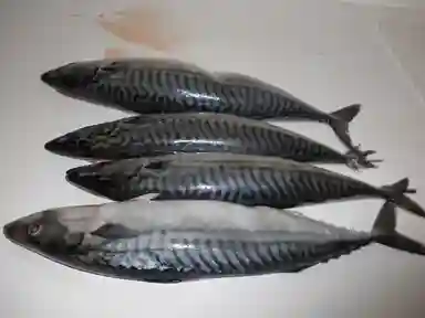 Atlantic Mackerel