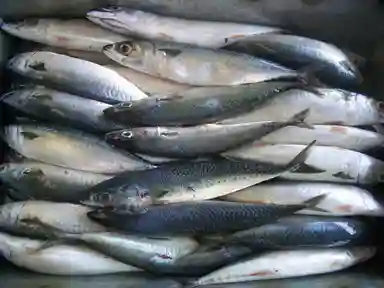 Pacific Mackerel