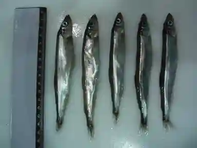 Capelin