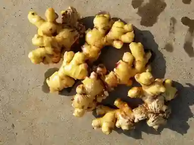 Ginger