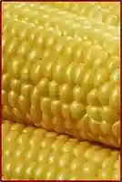 Corn Oil