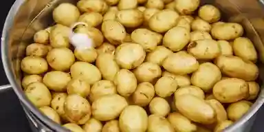 High Quality Fresh Potato