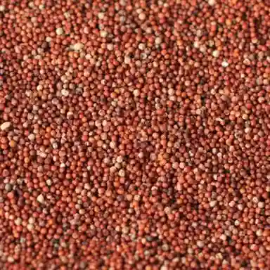 Brown High Grade Finger Millet