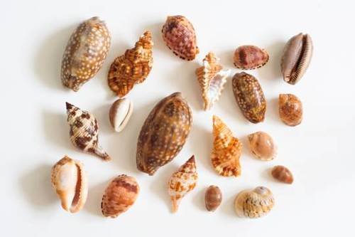Sea Shell