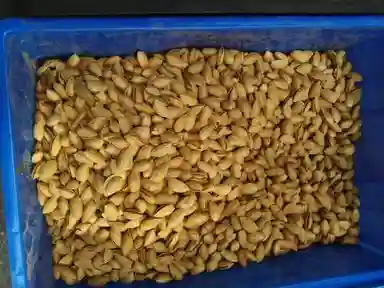 Export Quality Organic Whole Almond Nuts In Shell (Badam)