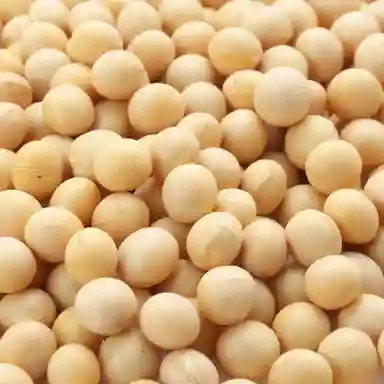 Non Gmo Quality Soybean Seeds