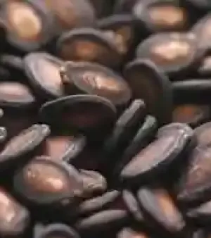 Watermelon Seed
