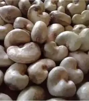 White 100% Raw Cashew Nuts