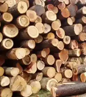 Gmelina Logs