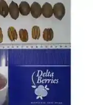 Pecan Nuts