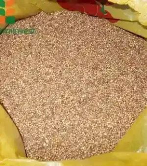 Hygienic Coriander Seeds