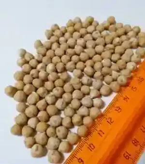 New Crop White Chickpeas Admixture (%): 2