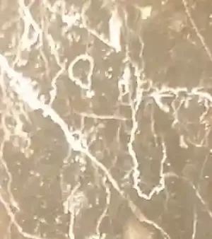 Forest Brown Marble Slab