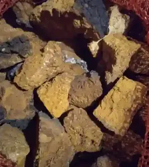Dark Chaga - Birch Mushroom | Wild Harvested Dried Organic From Altai Mountins from Russia