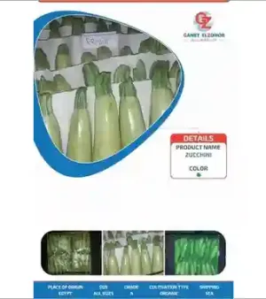 Organic Green Zucchini
