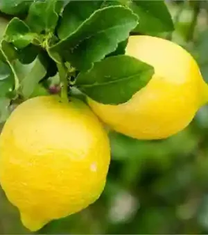 Round Yellow Lemon