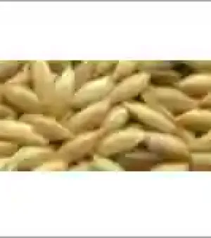 Canary Seeds