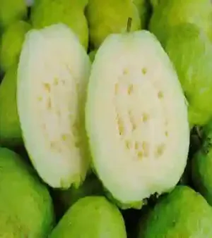 Natural Fresh Green Guava By Elbardy For Export