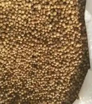 Coriander Seeds