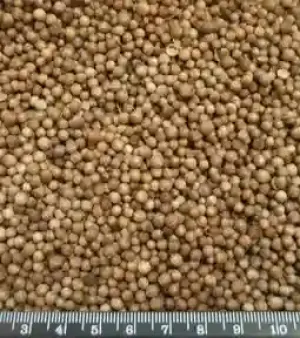 Coriander Seeds
