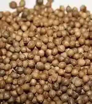 Coriander Seeds, Texture : Dried