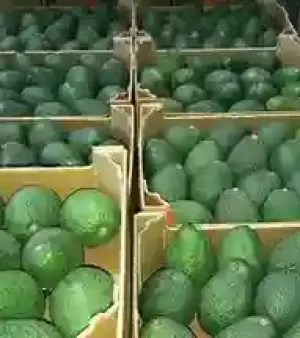 Dark Green - Colored Fresh Hass Avocado Fruit