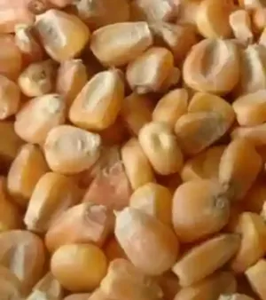 Yellow Corn
