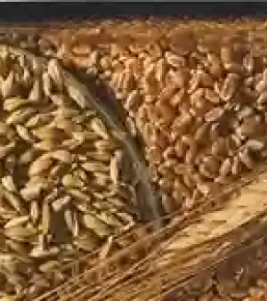 Wheat