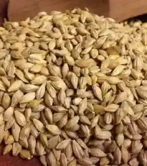 Barley For Animal Feed