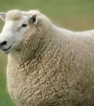 Frozen Mutton Sheep Lamb