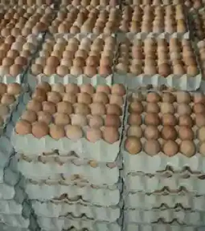 White And Brown Fresh Table Chicken Eggs