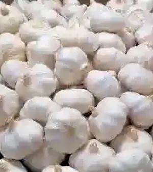 Fresh Garlic By Tob-ker Kft