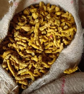 Turmeric Finger, condition : fresh