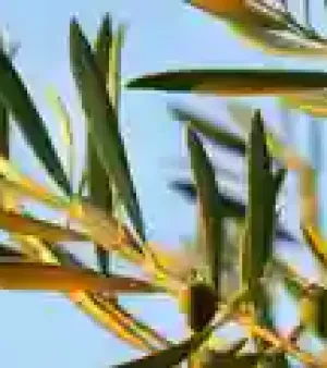 Organic Olive Leaf Tea