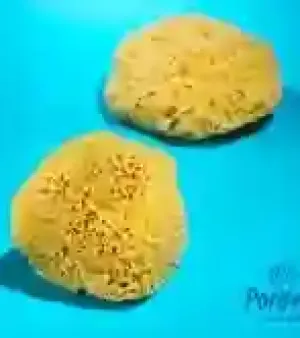 Wool Sponges