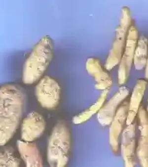 Turmeric Bulbs