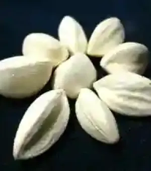 Moringa Seed