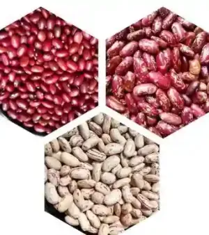 Organic Red Kidney Beans