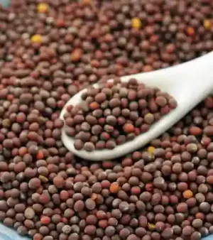 Dried Black And Brown Mustard Seeds