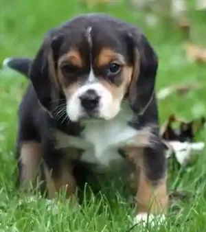Beagle Purebred