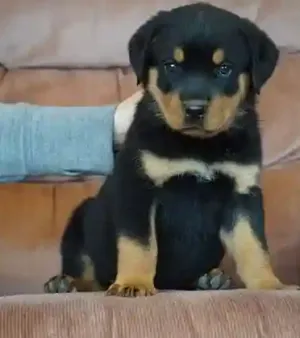 Rottweiler Puppies By Egargo Pet
