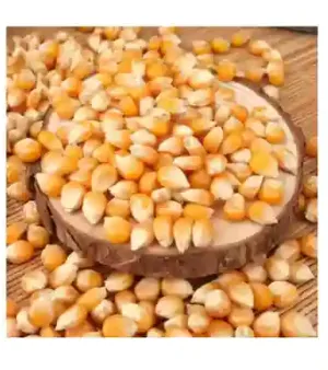 Bulk Yellow Corn
