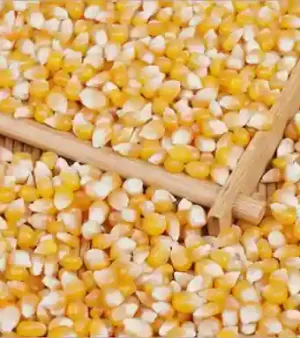 Dried Yellow Corn Seed