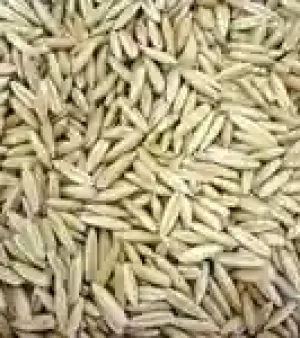 Oats By Wind Shop